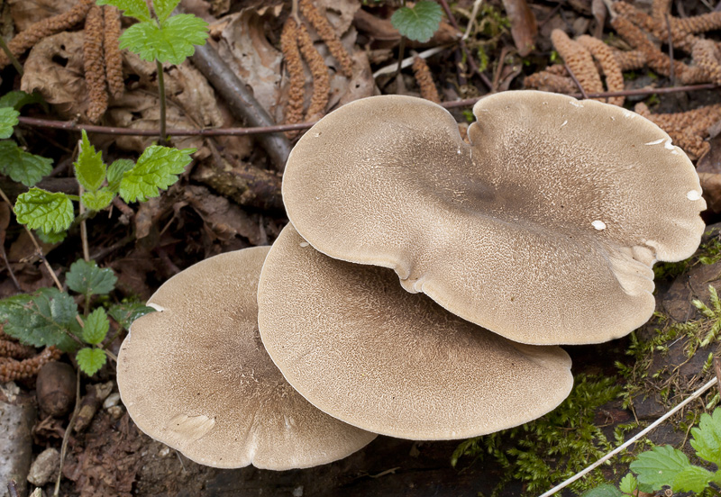 Polyporus ciliatus